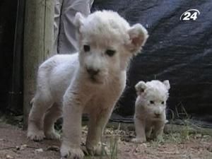 У парку Шамварі народились рідкісні білі леви У парку Шамварі народились рідкісні білі леви