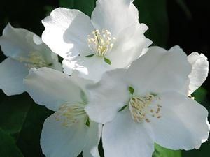 У Криму зацвіли літні квіти У Криму зацвіли літні квіти