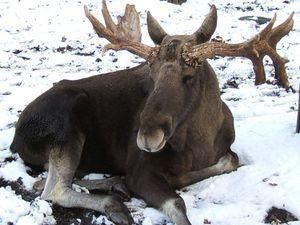 Шведка одним пострілом вбила лося і лижника Шведка одним пострілом вбила лося і лижника