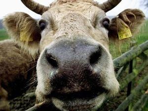 На Житомирщині оголосили карантин через коров'ячий сказ На Житомирщині оголосили карантин через коров'ячий сказ