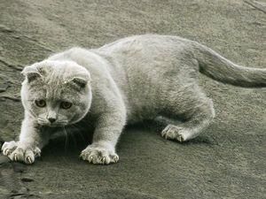 Зниклий під час урагану "Катріна" кіт повернувся додому Зниклий під час урагану "Катріна" кіт повернувся додому