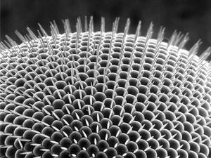 Дослідники створили відеокамеру здатну "бачити" на 360 градусів (ВІДЕО) Дослідники створили відеокамеру здатну "бачити" на 360 градусів (ВІДЕО)