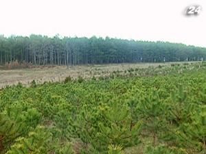 Крим: цьогоріч лісгоспи реалізують 10 тисяч сосен