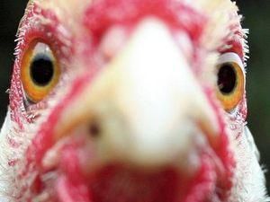 Бразильська птиця повернеться в Україну Бразильська птиця повернеться в Україну