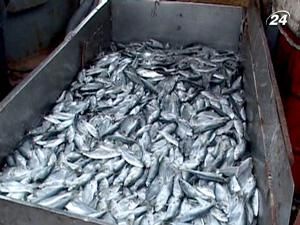 У Чорному морі різко скорочується популяція промислових видів риби