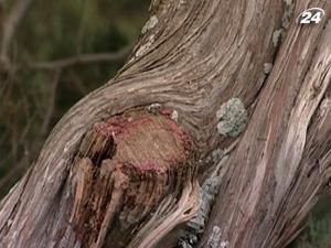 Найстаріший ялівець Європи знайшли в Криму Найстаріший ялівець Європи знайшли в Криму