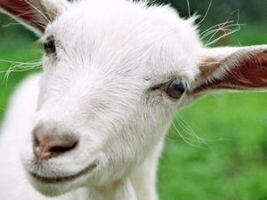 Британські кози записали різдвяні гімни (ВІДЕО) Британські кози записали різдвяні гімни (ВІДЕО)