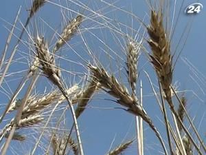 Банки збільшили кредитування АПК на половину Банки збільшили кредитування АПК на половину