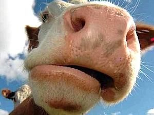 Україна зняла заборону на французьких корів Україна зняла заборону на французьких корів