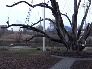 В Україні росте 84 дерева, яким понад тисячу років В Україні росте 84 дерева, яким понад тисячу років