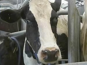 На одній з крупних австралійських ферм корів доять роботи На одній з крупних австралійських ферм корів доять роботи
