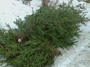 Заготівля новорічних дерев - у розпалі