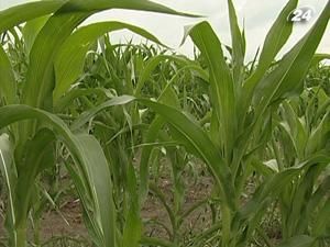 Тема тижня: у 2011 р. селяни збільшать площі посівів під технічними культурами Тема тижня: у 2011 р. селяни збільшать площі посівів під технічними культурами