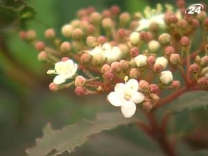 У Криму розквітли не лише весняні квіти, а й дерева У Криму розквітли не лише весняні квіти, а й дерева
