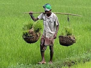 Журналіст: В Індії зростає кількість фермерів-самогубців Журналіст: В Індії зростає кількість фермерів-самогубців