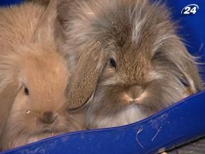 Кролик - найкращий талісман Кролик - найкращий талісман