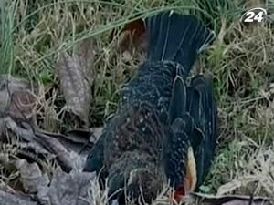 США: невеличке містечко Бібі засипало мертвими дроздами США: невеличке містечко Бібі засипало мертвими дроздами