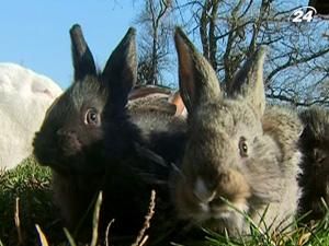 Цьогоріч попит на кроликів може збільшитись у рази Цьогоріч попит на кроликів може збільшитись у рази