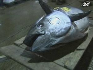 У Японії тунця продали за рекордні 400 тисяч доларів