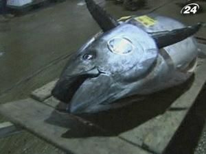 У Японії тунця продали за рекордні 400 тисяч доларів У Японії тунця продали за рекордні 400 тисяч доларів