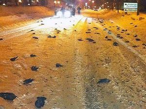 У Швеції з неба впали близько сотні мертвих птахів