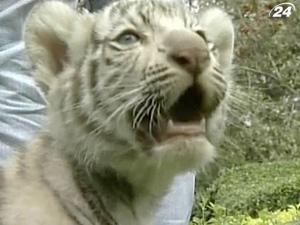 У таїландському зоопарку представили двох новонароджених білих тигренят У таїландському зоопарку представили двох новонароджених білих тигренят