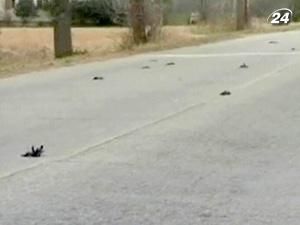 Новий випадок масової загибелі птахів Новий випадок масової загибелі птахів