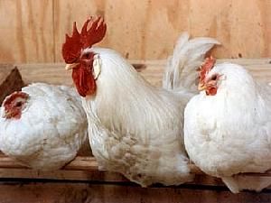 Україна заборонила ввезення птиці з Франції Україна заборонила ввезення птиці з Франції