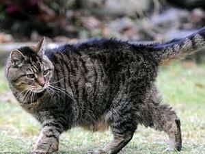 У Великобританії найстарішій у світі кішці виповнилось 39 років