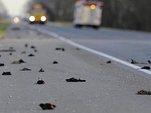 Італійські експерти назвали можливу причину масової загибелі горлиць Італійські експерти назвали можливу причину масової загибелі горлиць