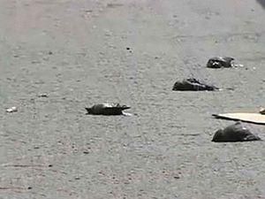 Туреччина: Новий випадок масової загибелі птахів Туреччина: Новий випадок масової загибелі птахів