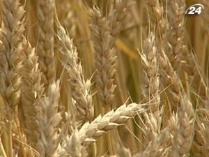 Зернові квоти уряд може розподілити до 15 січня Зернові квоти уряд може розподілити до 15 січня