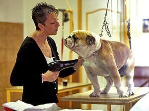 Джонні Деппа ледь не придусив собака Бреда Пітта Джонні Деппа ледь не придусив собака Бреда Пітта