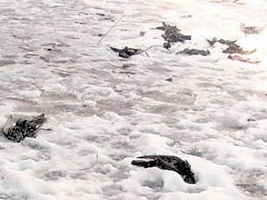 Румунія: Вчені пояснили масову загибель птахів Румунія: Вчені пояснили масову загибель птахів