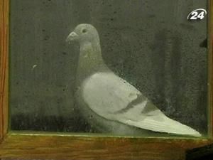 Колекцію голубів продали за рекордну суму - 1,368 млн. євро Колекцію голубів продали за рекордну суму - 1,368 млн. євро