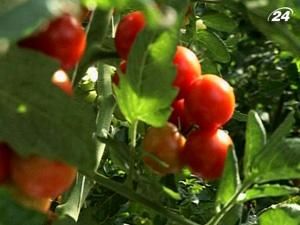 Інновації в с/г приведуть до безпеки екології та до прибутку економіки Інновації в с/г приведуть до безпеки екології та до прибутку економіки