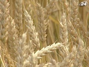 Мінагро допускає скасування квотування експорту зерна Мінагро допускає скасування квотування експорту зерна