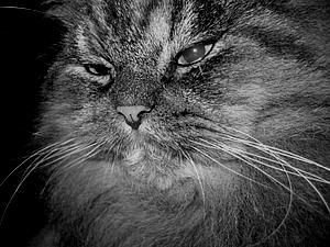 США: суд викликав кота в якості присяжного США: суд викликав кота в якості присяжного