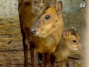 Рідкісне поповнення у Сімферопольському зоопарку Рідкісне поповнення у Сімферопольському зоопарку
