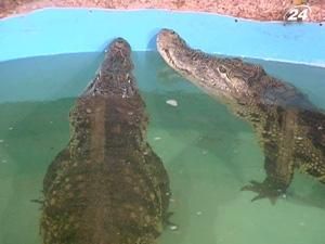 У Дніпропетровську рятують крокодила Гену У Дніпропетровську рятують крокодила Гену