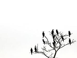 У Китаї зафіксували масову загибель птахів У Китаї зафіксували масову загибель птахів