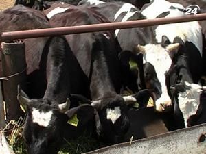 Україна заборонила ввезення худоби з Конго та Габону