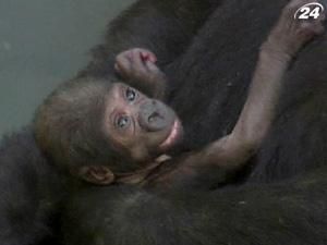 У сіднейському зоопарку поповнення у сім’ї горил