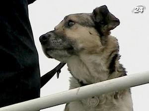 Пес Балтик, врятований рік тому, знову вийде в море Пес Балтик, врятований рік тому, знову вийде в море