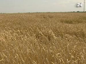 В Україні застраховано не більше 3% загальних площ с/г культур В Україні застраховано не більше 3% загальних площ с/г культур