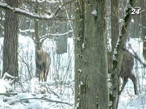 На Волині дітям пропонують поринути у світ дикої природи На Волині дітям пропонують поринути у світ дикої природи