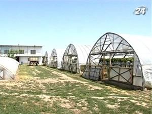 Тема тижня: В Україні застраховано не більше 3% загальних площ під с/г культурами Тема тижня: В Україні застраховано не більше 3% загальних площ під с/г культурами