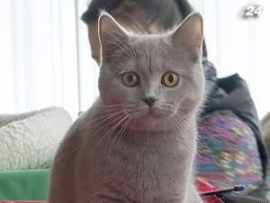 У Києві стартувала міжнародна виставка котів