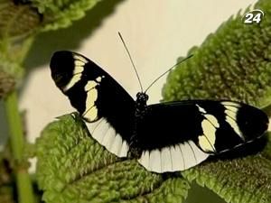 У Колумбії на весілля та інші важливі події дарують метеликів У Колумбії на весілля та інші важливі події дарують метеликів