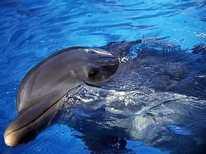 У Пакистані знайшли мертвими найрідших дельфінів